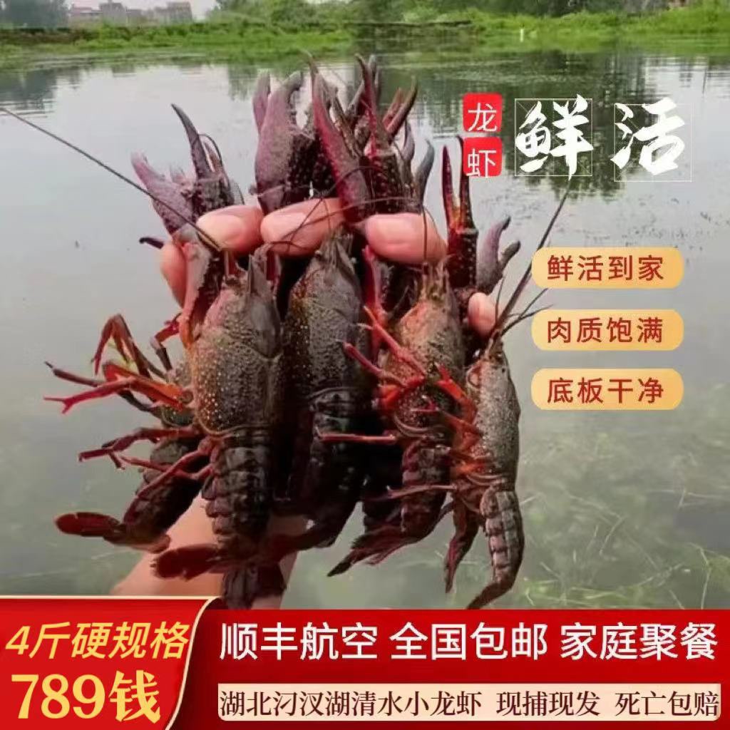 5斤小龙虾鲜活超大特大789钱湖北新鲜水产清水养殖活虾河虾包邮