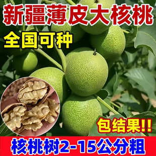 新疆纸皮核桃树苗果苗大果南北方庭院地栽盆栽嫁接薄皮特大核桃苗