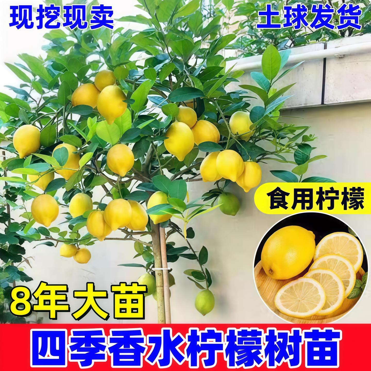 无籽香水柠檬树苗水果树果苗南北方室内庭院名贵四季种植当年结果