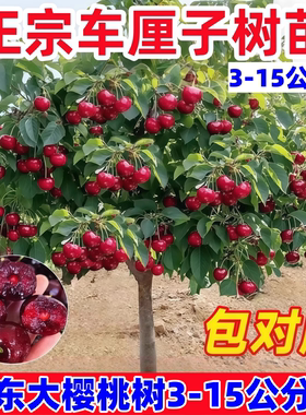 车厘子树苗大樱桃树苖盆栽矮化南方北方种植樱桃树苗带土樱桃苗树