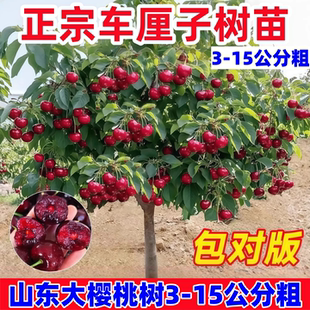 车厘子树苗大樱桃树苖盆栽矮化南方北方种植樱桃树苗带土樱桃苗树
