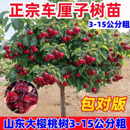 车厘子树苗大樱桃树苖盆栽矮化南方北方种植樱桃树苗带土樱桃苗树