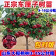 车厘子树苗大樱桃树苖盆栽矮化南方北方种植樱桃树苗带土樱桃苗树