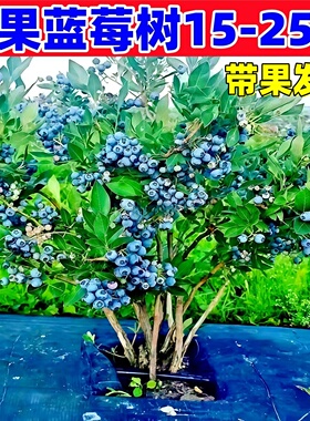 特大号蓝莓树果苗盆栽地栽花香f6南方北方庭院果四季种植当年结果