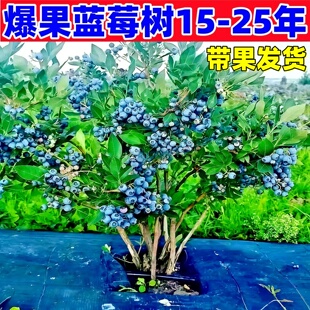 特大号蓝莓树果苗盆栽地栽花香f6南方北方庭院果四季 种植当年结果