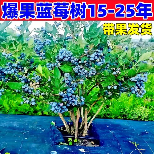 特大号蓝莓树果苗盆栽地栽花香f6南方北方庭院果四季种植当年结果