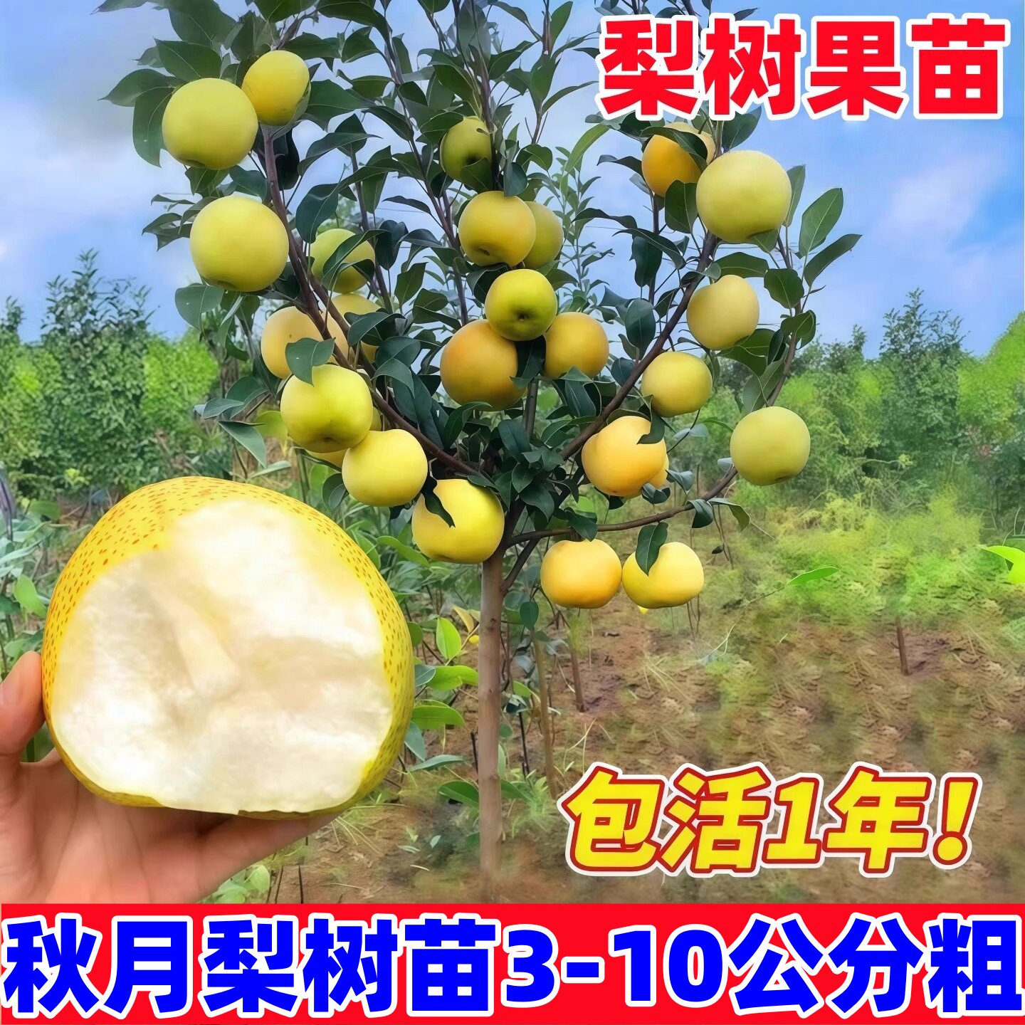 正宗秋月梨树果苗嫁接苗翠冠梨活苗苹果梨彩虹沙梨树苗南方北方种