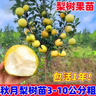 正宗秋月梨树果苗嫁接苗翠冠梨活苗苹果梨彩虹沙梨树苗南方北方种