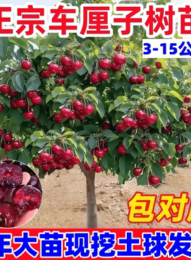 车厘子树苗大樱桃树苖盆栽矮化南方北方种植樱桃树苗带土樱桃苗树