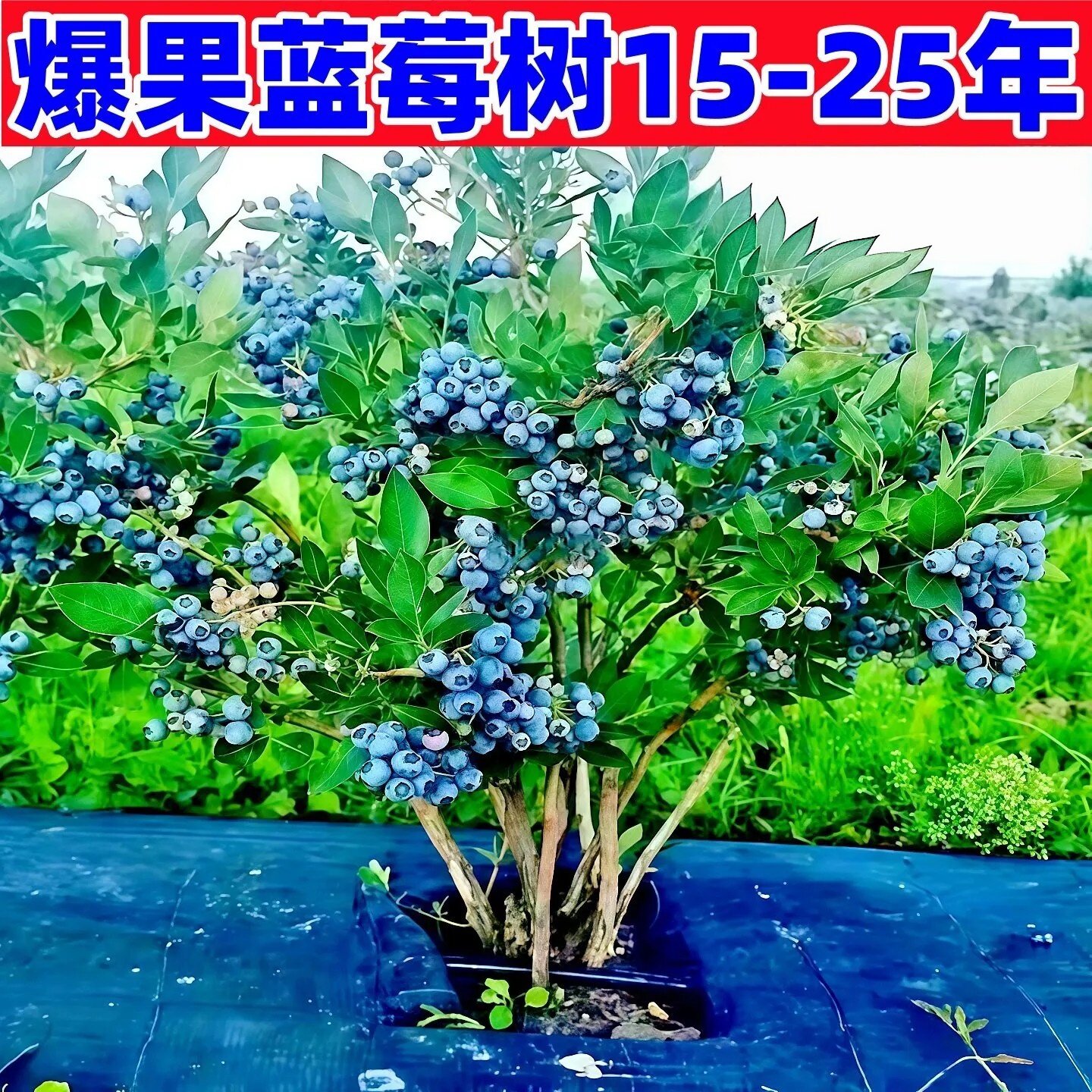 特大号蓝莓树果苗盆栽地栽花香f6南方北方庭院果四季种植当年结果
