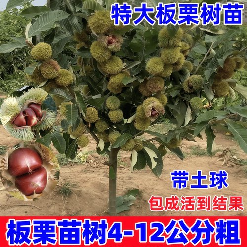 板栗苗树南方北方种植板栗树嫁接苗庭院当年结果板栗树果苗特大号