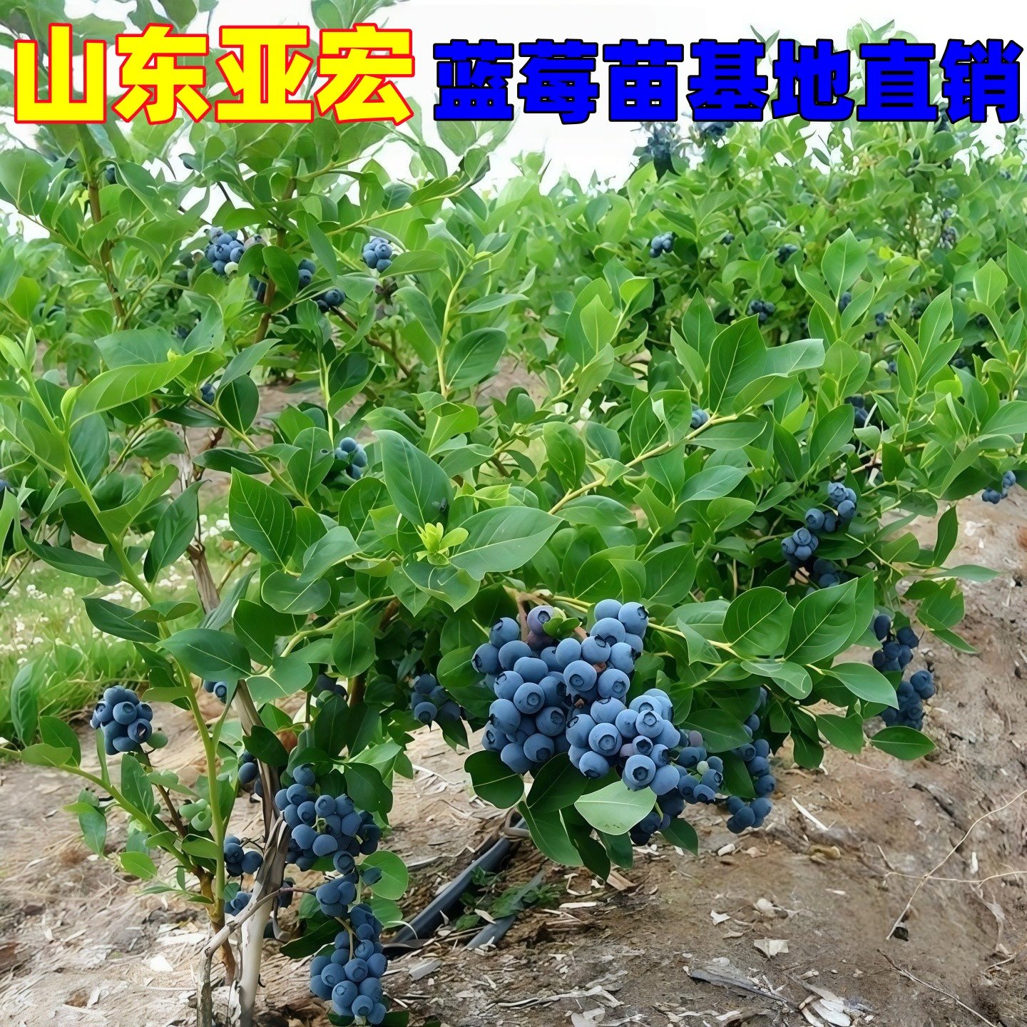 特大号蓝莓树果苗盆栽地栽花香f6南方北方庭院果四季种植当年结果,鲜花速递/花卉仿真/绿植园艺,果树,淘宝优惠券,粉丝福利购,淘宝优惠卷
