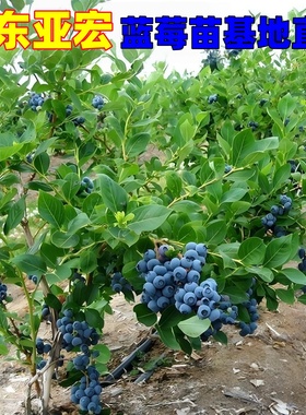 特大号蓝莓树果苗盆栽地栽花香f6南方北方庭院果四季种植当年结果