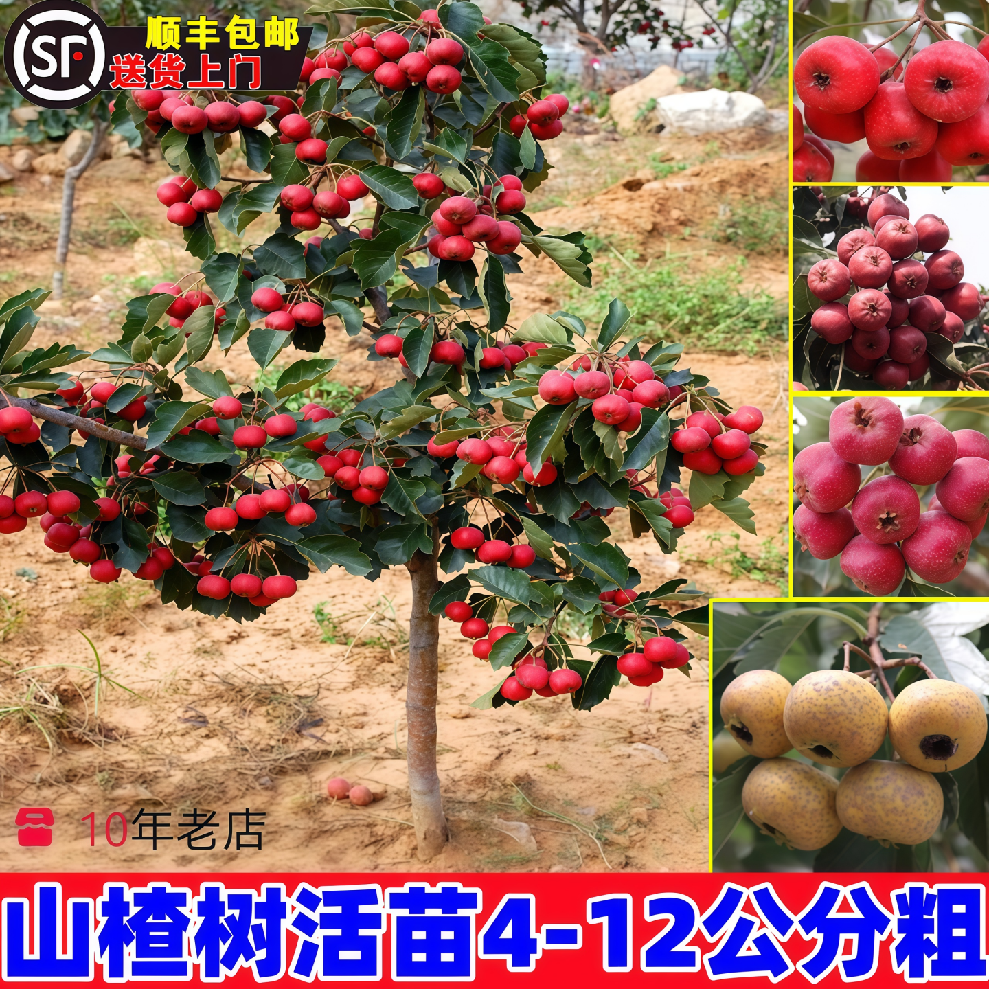 山楂树活苗盆栽地庭院南北方种耐寒大五棱无籽当年结果纯甜大山楂