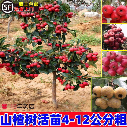 山楂树活苗盆栽地庭院南北方种耐寒大五棱无籽当年结果纯甜大山楂