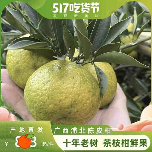 广西浦北陈皮柑 新会茶枝柑 二红大红柑鲜果（10年老树晒皮专用）