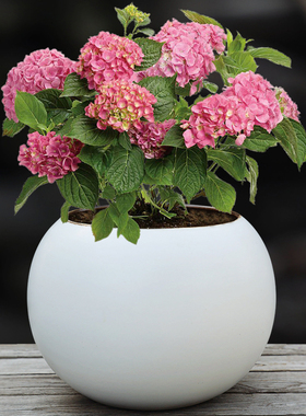 北欧风流泉枫专用家用花盆陶瓷手工兰花三角梅白色大口绿植花卉盆