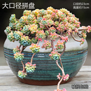 特大号多肉群生专用花盆陶瓷阳台庭院家用创意大口绿植紫砂盆景盆
