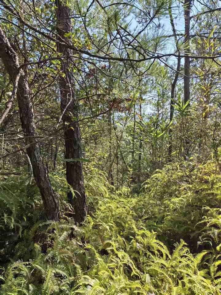 南平市建阳区书坊乡书坊村石壁垅269亩的林权