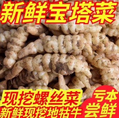 新鲜螺丝菜宝塔菜葫芦牯牛泡酱菜甘露子散装农家蔬菜产地直发地环