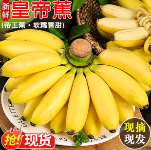 海南皇帝蕉新鲜小香蕉进口香蕉小米蕉现摘现发苹果蕉软糯香甜皇帝