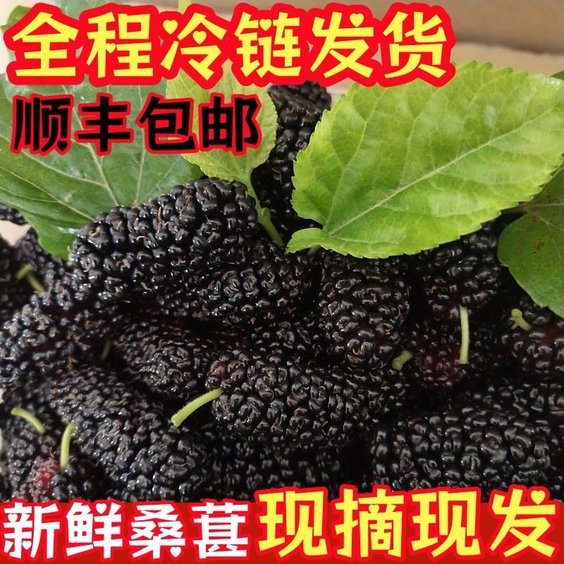 顺丰包邮新鲜桑葚现摘泡酒果酱果桑时令鲜果孕妇水果桑椹黑桑葚果