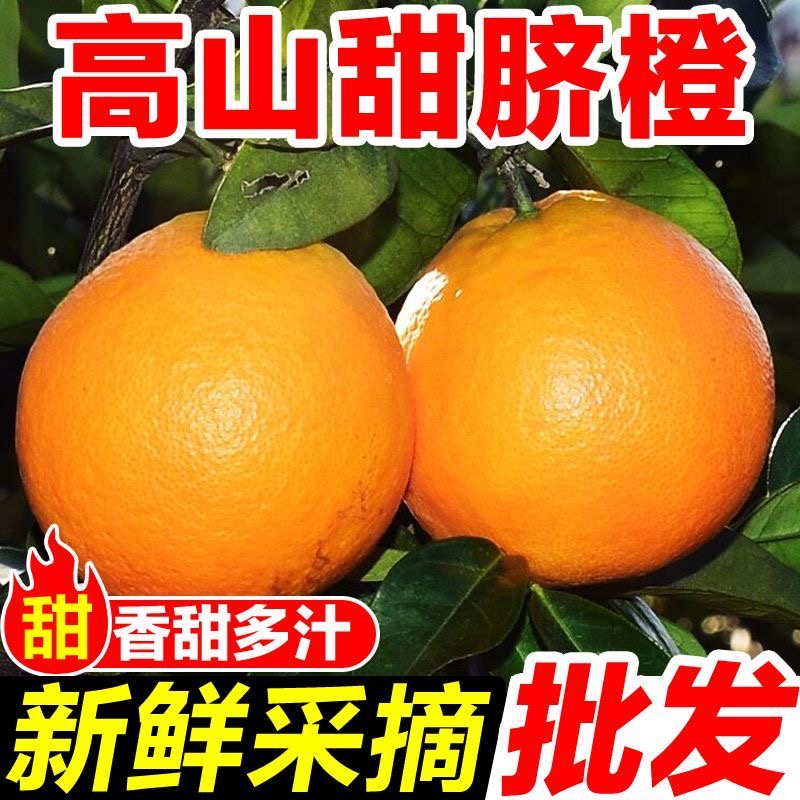 脐橙新鲜橙子现摘水果手剥冰糖甜橙果冻橙超大果的脐橙整箱9斤甜3