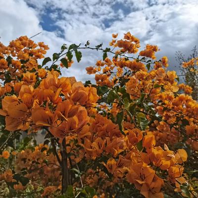 19.8【云端三角梅】四季开花不断好养易活室内外观花卉植物包对版