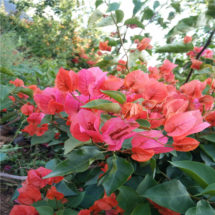 三角梅花卉室外阳台四季开花