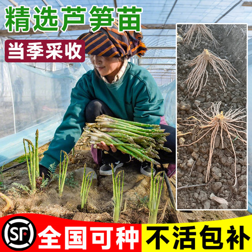 芦笋根苗带土盆栽老根可食用阳台