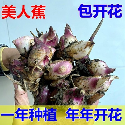 美人蕉花苗带芽根块多年庭院好活