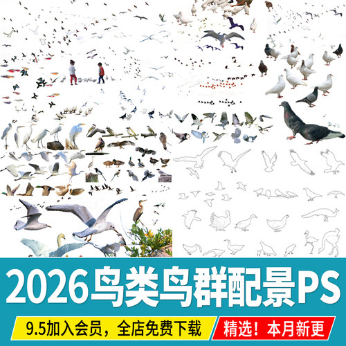 鸟类飞鸟线稿黑白剪影鸟群效果图后期鸟瞰图配景PSD免扣PS素材