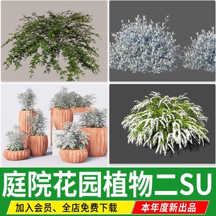 银叶菊水果兰迎春喷雪花连翘金姬银姬小蜡红叶石楠红继木球SU模型
