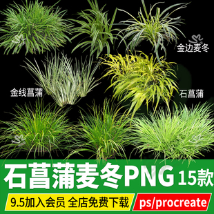 金线石菖蒲金叶金边麦冬庭院花园沿阶草玉龙草png psd ps板绘素材