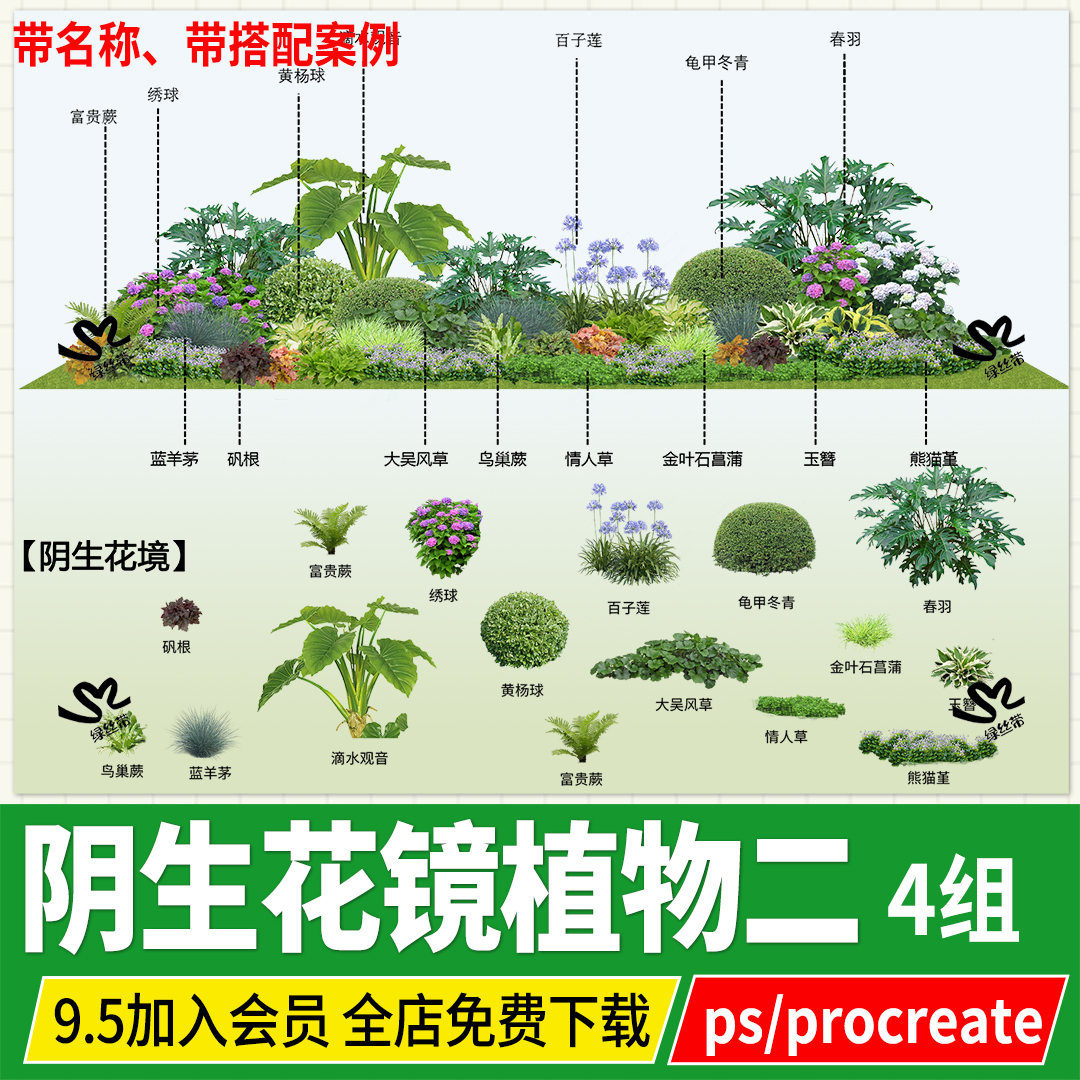 png矾根百子莲熊猫堇蓝羊茅大吴风草金叶石菖蒲绣球ps滴水观音psd
