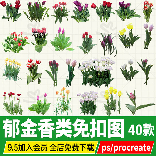 郁金香荷兰德国psd免扣ps素材png无背景procreate切花ipad绘画