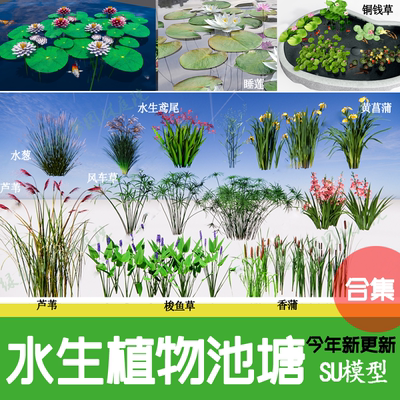 水生 植物 鱼池生态湿地滨水公园池塘睡莲荷花荷叶菖蒲草本su模型