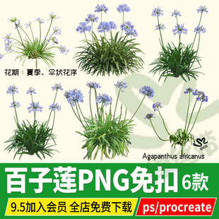 procreate百子莲百子兰免扣PS素材ipad板绘psd效果图后期贴图PNG