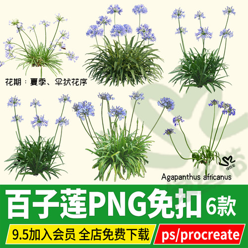 procreate百子莲百子兰免扣PS素材ipad板绘psd效果图后期贴图PNG