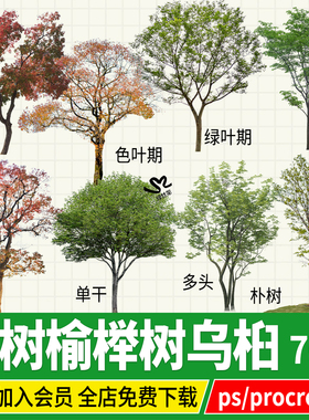 朴树乌桕psd丛生植物独景孤植树榆树榉树庭院红枫PS素材免扣PNG