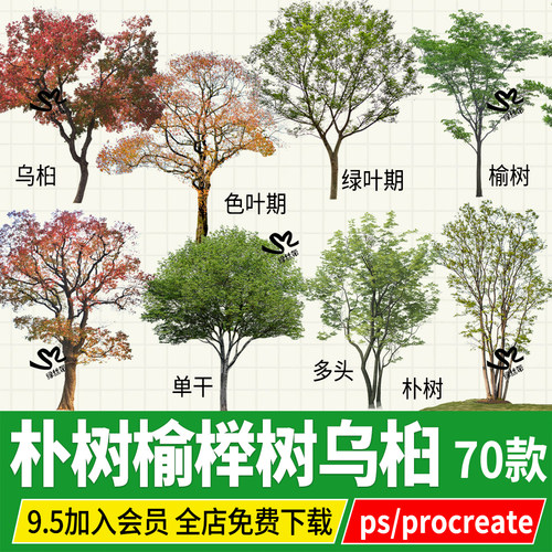 朴树乌桕psd丛生植物独景孤植树榆树榉树庭院红枫PS素材免扣PNG