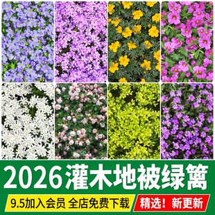 灌木地被花卉绿篱高清无缝花丛植被花海3D彩平图PS平面SU材质贴图