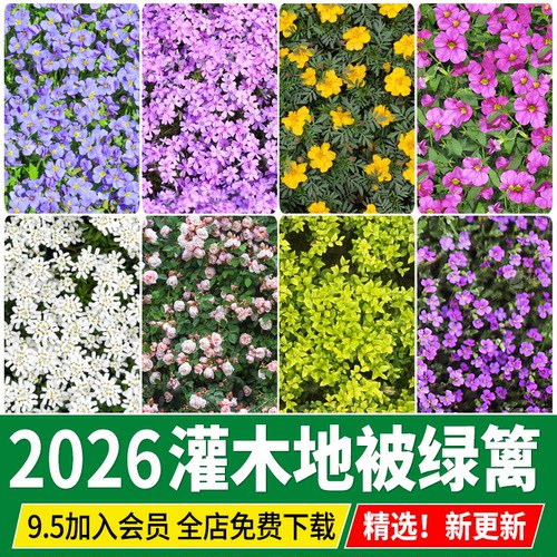 灌木地被花卉绿篱高清无缝花丛植被花海3D彩平图PS平面SU材质贴图