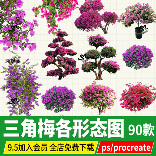 三角梅灌木造型树状盆栽桩景叶子花爬藤勒杜鹃psd效果图PS素材png