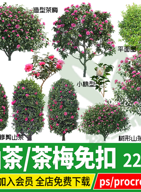 PNG山茶茶花树造型树状柱形茶梅psd免扣PS素材procreate效果图
