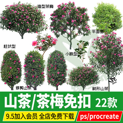 PNG山茶茶花树造型树状柱形茶梅psd免扣PS素材procreate效果图