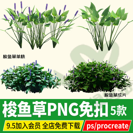 PNG梭鱼草池塘水生植物PSD免扣ps素材procreate效果图