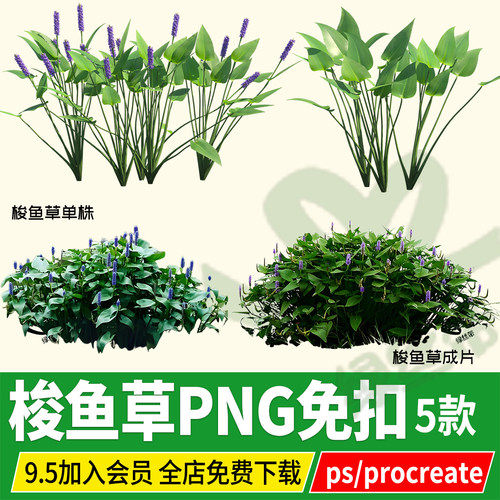 PNG梭鱼草池塘水生植物PSD免扣ps素材procreate效果图
