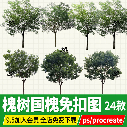槐树psd国槐行道树金枝槐绿化乔木ps素材png免扣效果图procreate