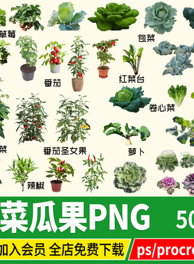 瓜果蔬菜番茄西红柿辣椒白菜萝卜茄子psd素材procreate png园艺